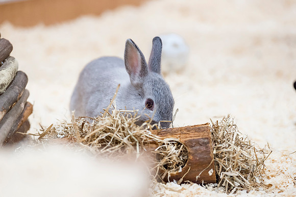PETS-6113