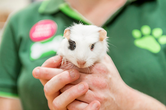 PETS-6120