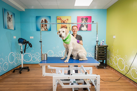 PETS-6091