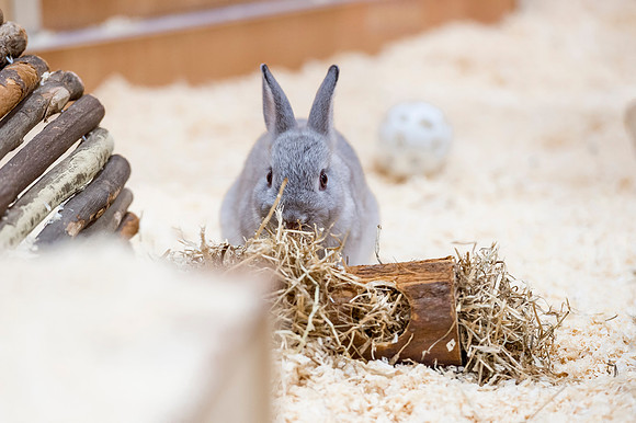 PETS-6112