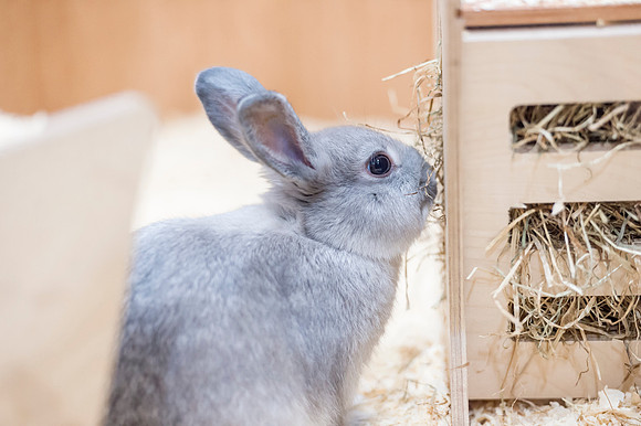 PETS-6115